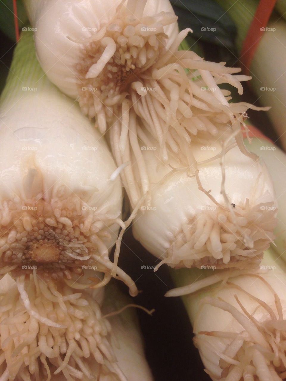 Leek roots