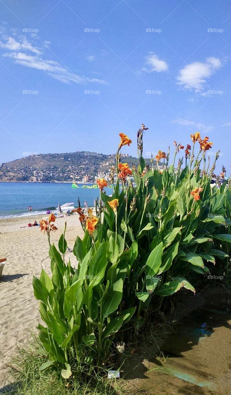 На этой вдохновляющей фотографии на фоне моря и величественных гор распускаются прекрасные цветы. Их нежные лепестки тянутся к солнцу, словно жаждущие их лучей 