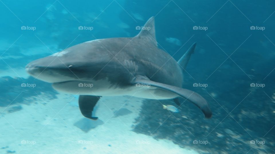 I like this shark quite huge 