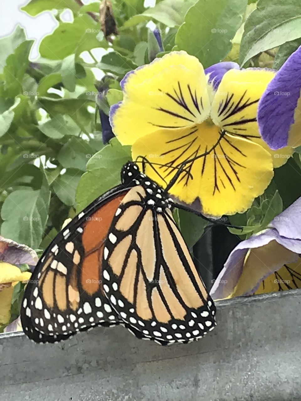 Butterfly lunch break