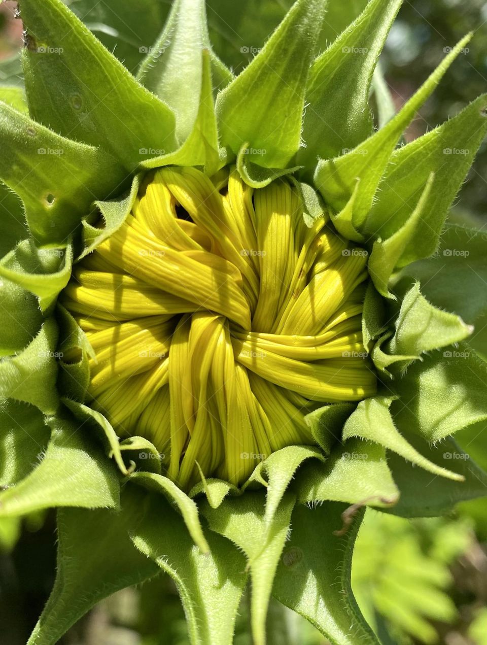 All wrapped up sunflower bud ready to flower