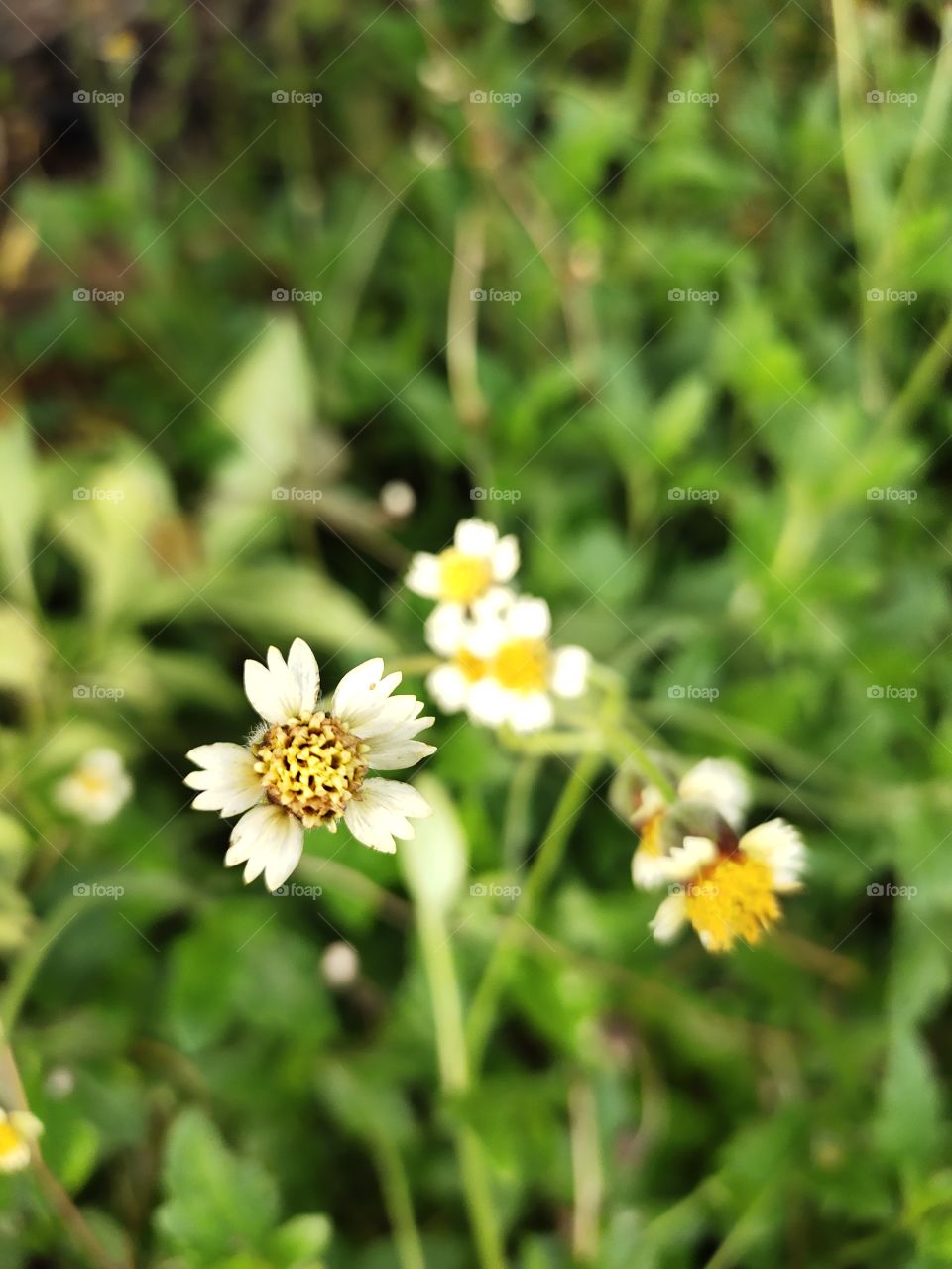 🌼💮📷📷💮💮
Amazing Flowers 
Procumbens,
Beauty of Flora