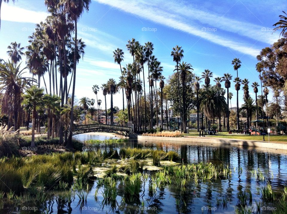 Reflection of trees on pond