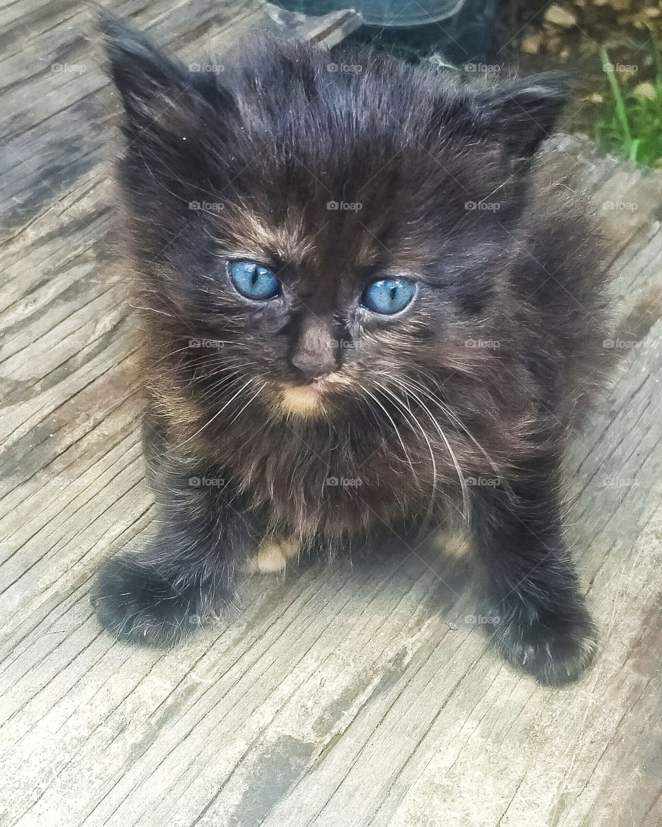 cute kitten outdoors