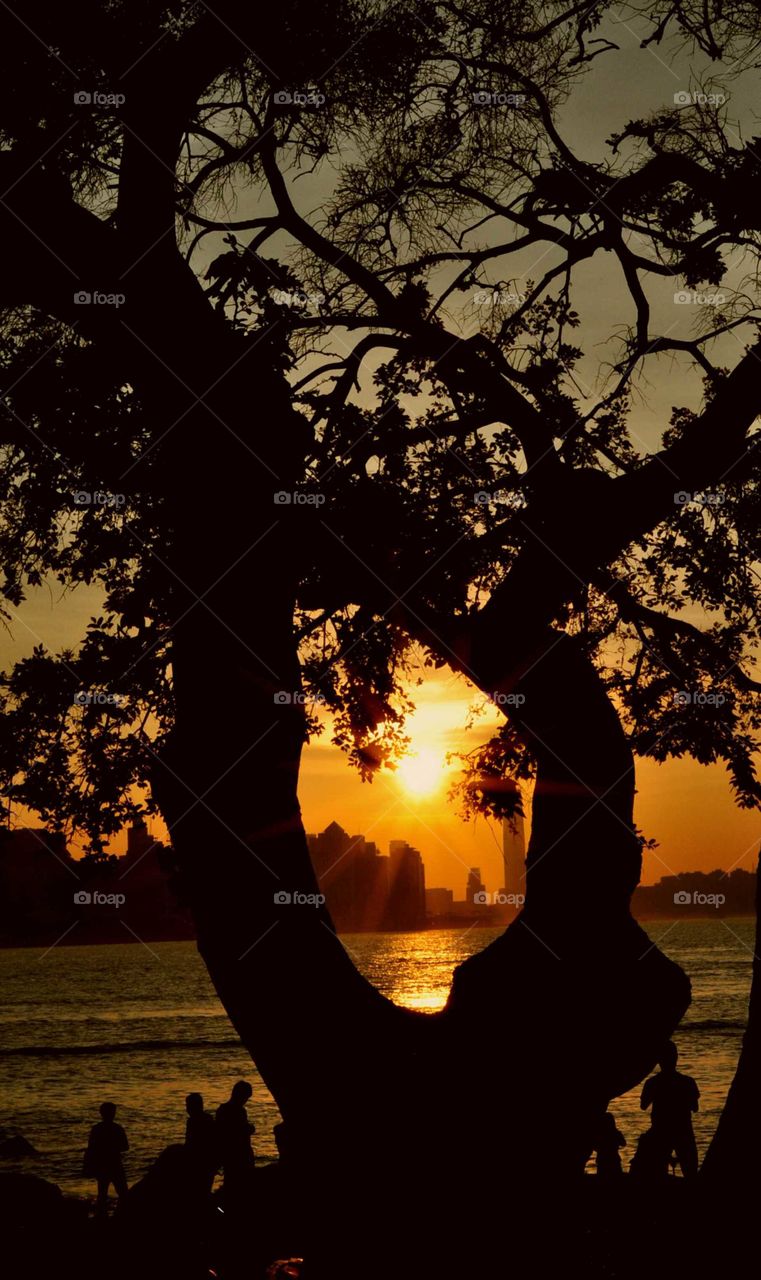 Sunset and the tree