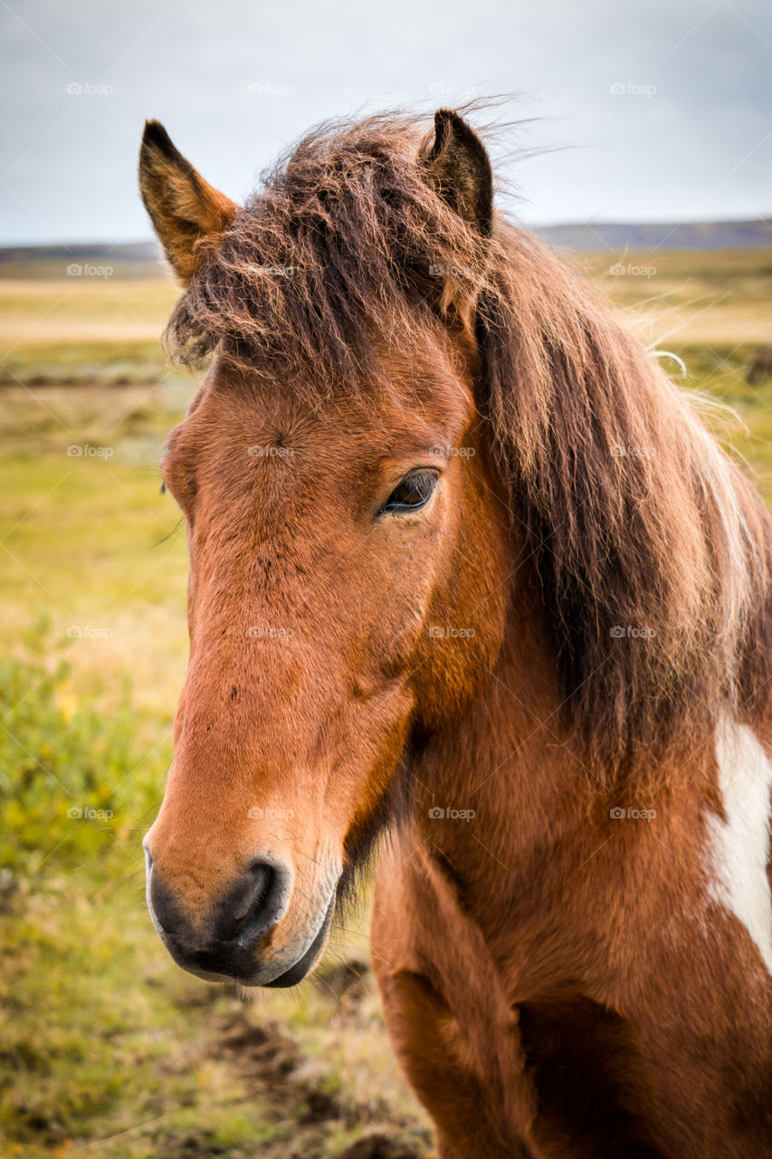 Icelandic Horse