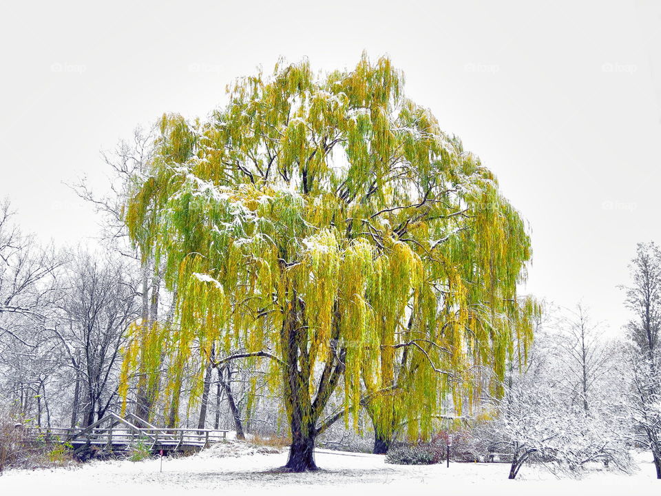 First snowfall