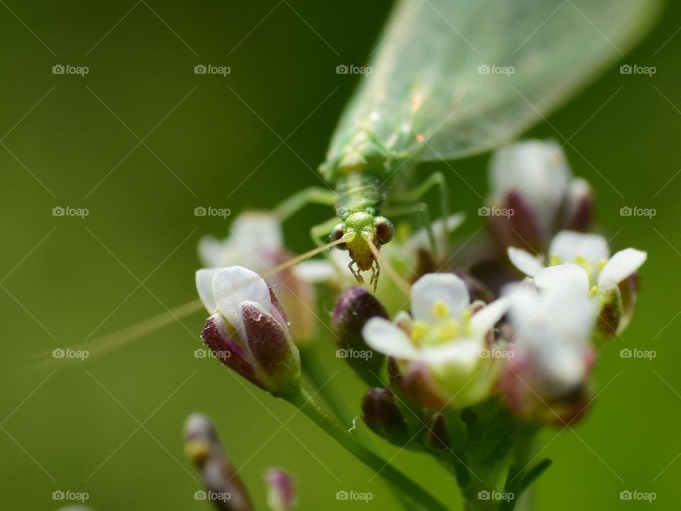 lacewing sitting on plant