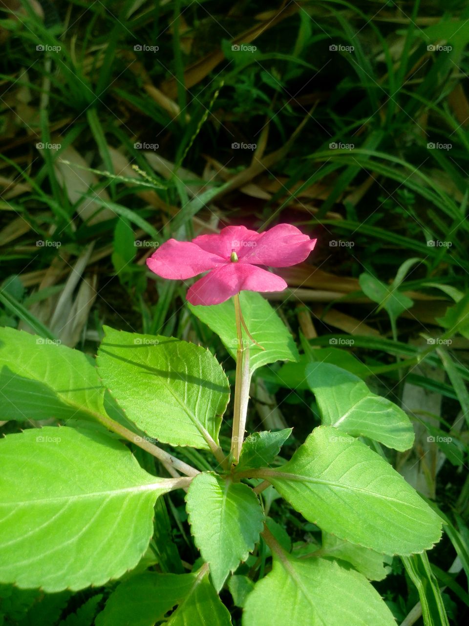 Flor rosa, com folhas verdes, e um pequeno gramado alto atrás, as folhas são detalhadas com pequenas veias e a flor, segura por um caule bege tem cinco pétalas rosa choque