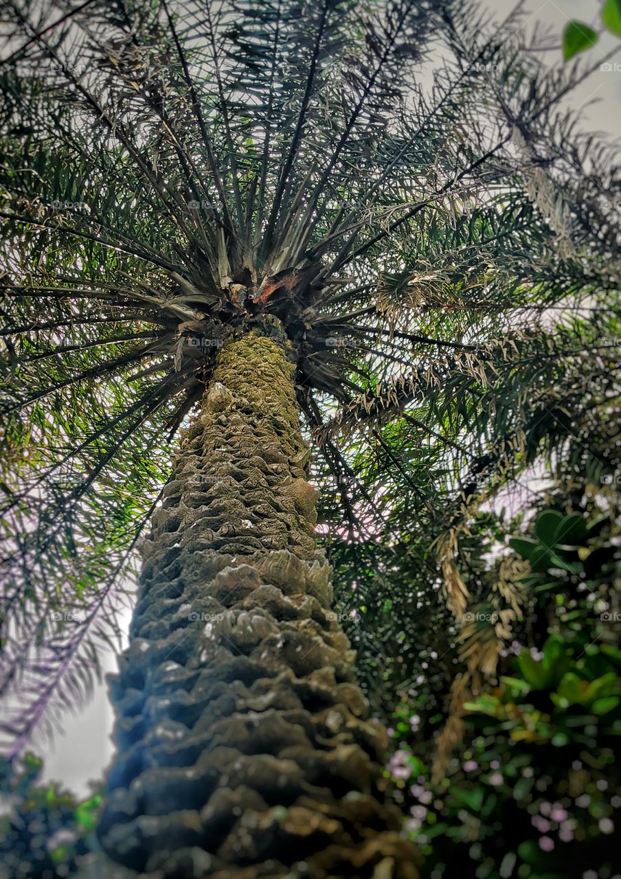 View of palm tree from below