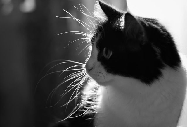 кошка Василиса
