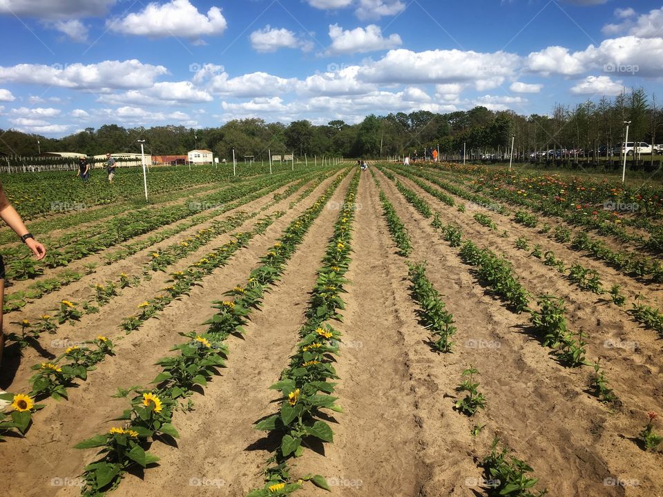Walking through a sunflower field on a Beautiful spring day 
