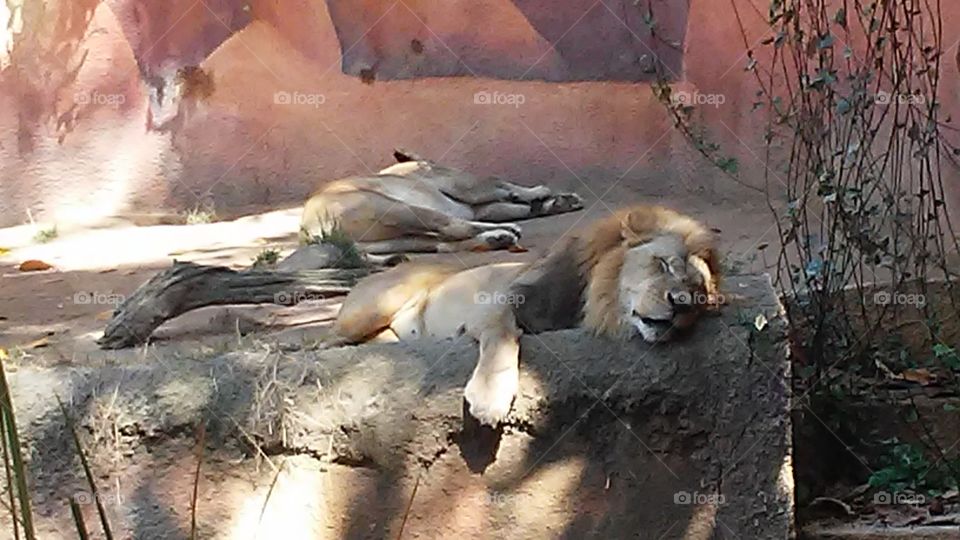 the lions sleep tonight