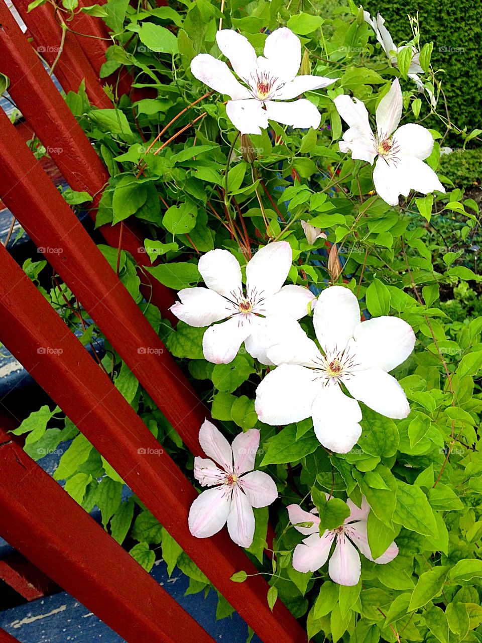 Clematis 
