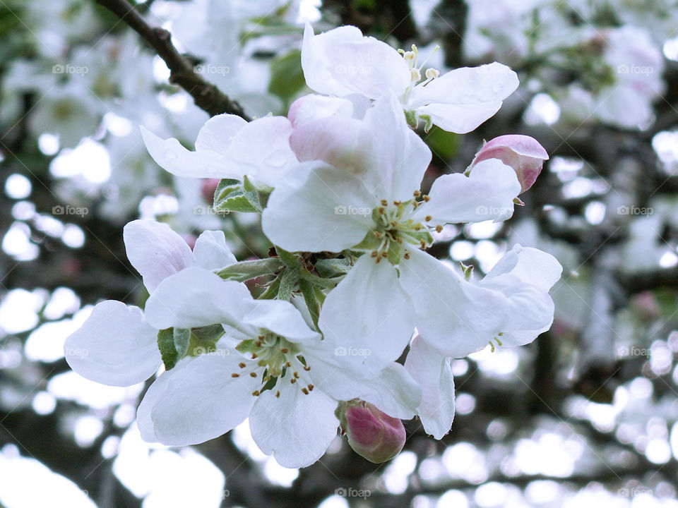 Blooming apple in spring