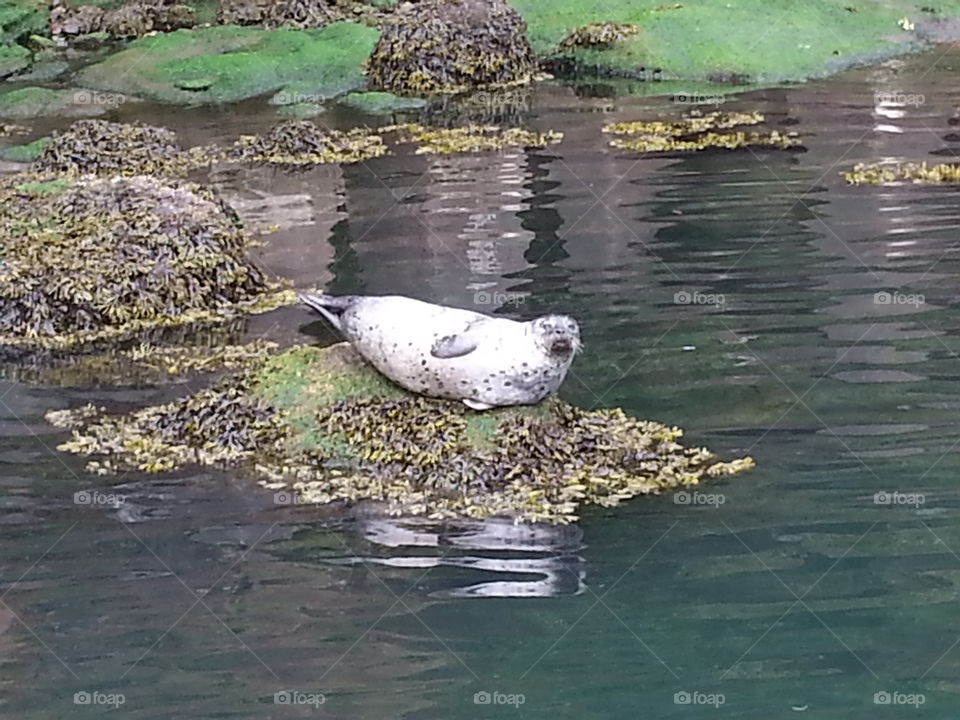 lazy boy. Oregon coast