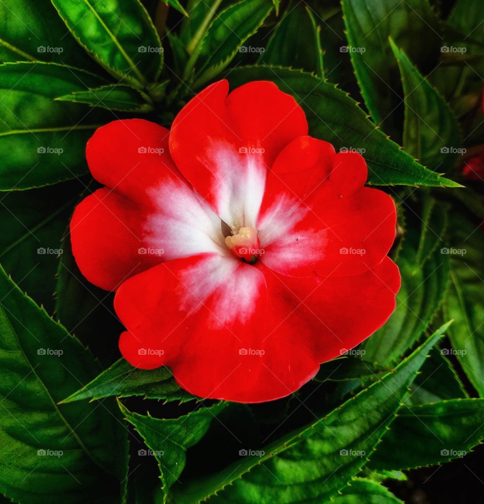 Red flower—taken in Munster, Indiana 