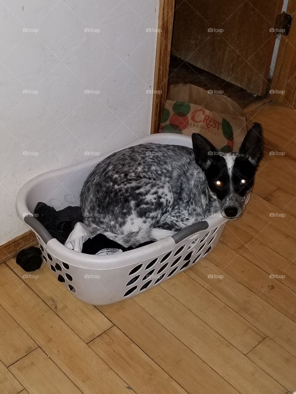 Blossom sitting in the laundry basket