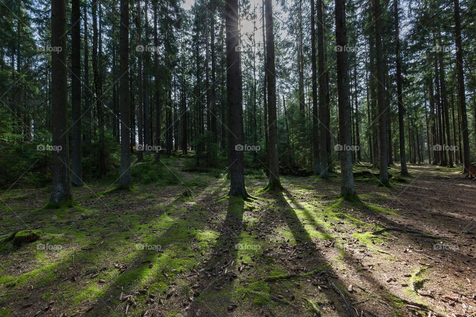 Sun shining into the pine forest 