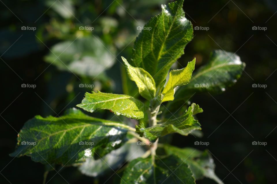 green leaves in sunlight love earth, gardening