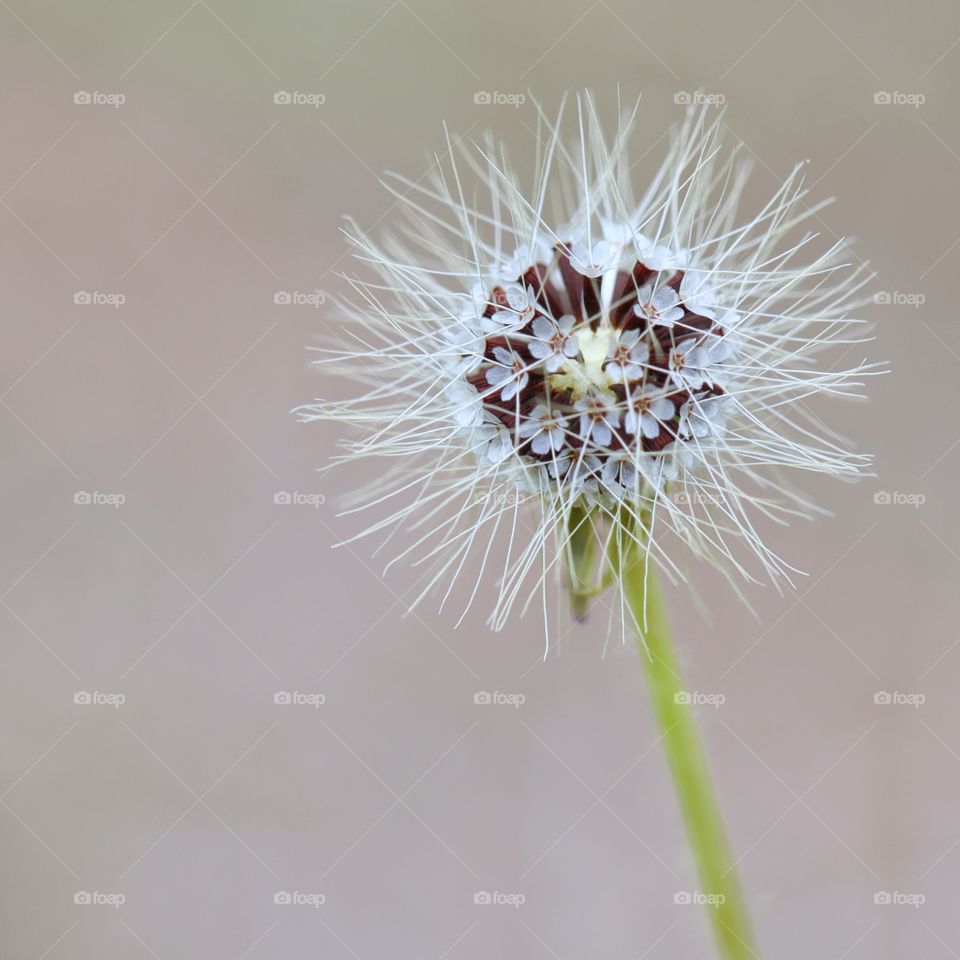 Tiny plant that has many bloomed flowers inside macro shot with great detail