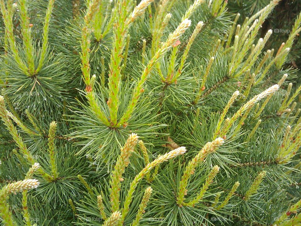 branch of coniferous tree