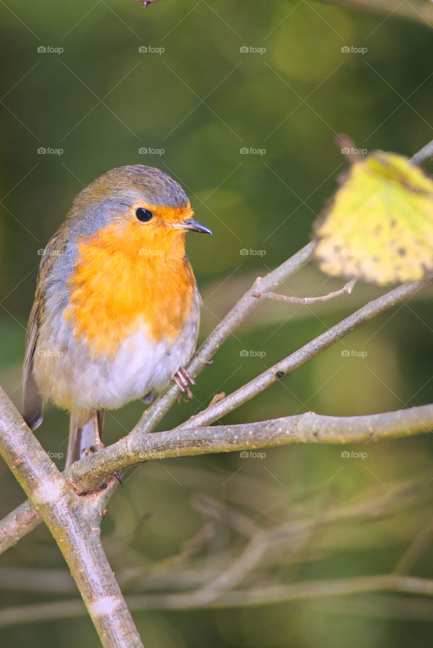 Cute little orange bird