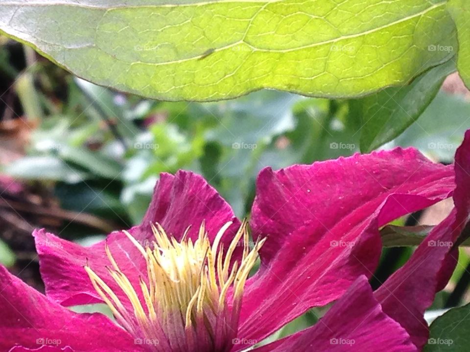 Beautiful detail of a flower captured around Hyde park corner, my regular after work relaxation spot