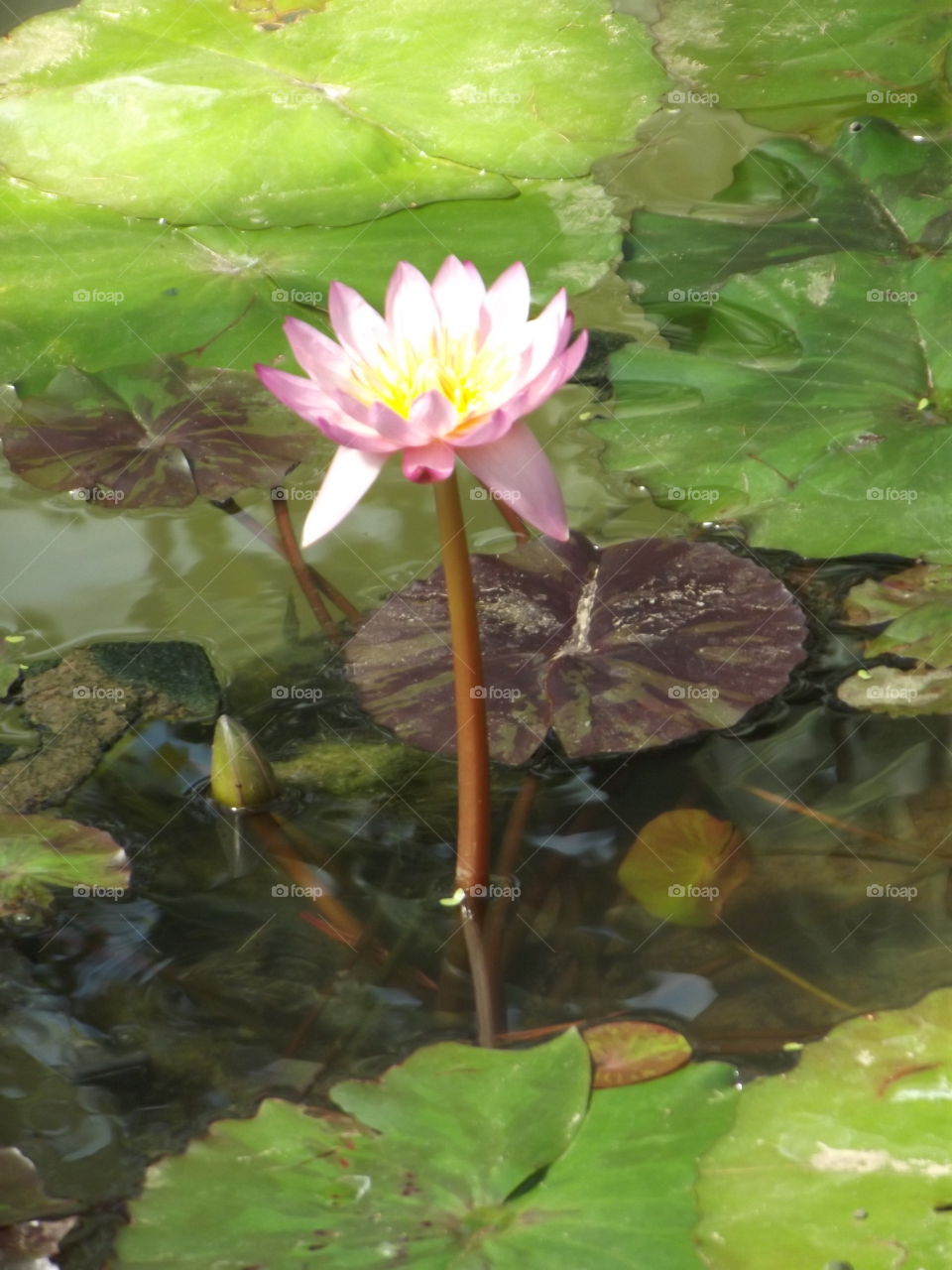 Pink Waterlily Flower