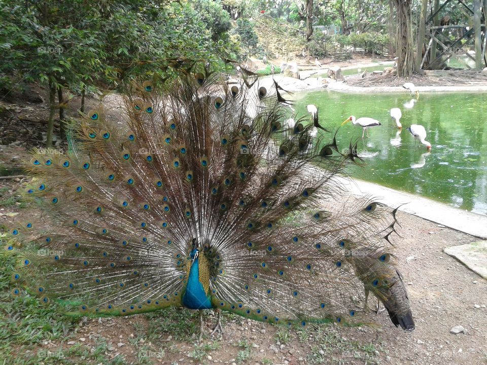 peacock....national bird