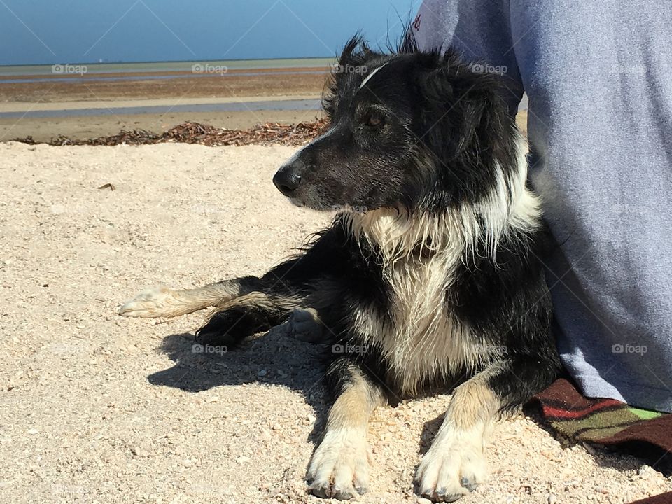 Border collie "Peter" resting on beach with my son after a good free run at low tide; Whyalla south Australia 