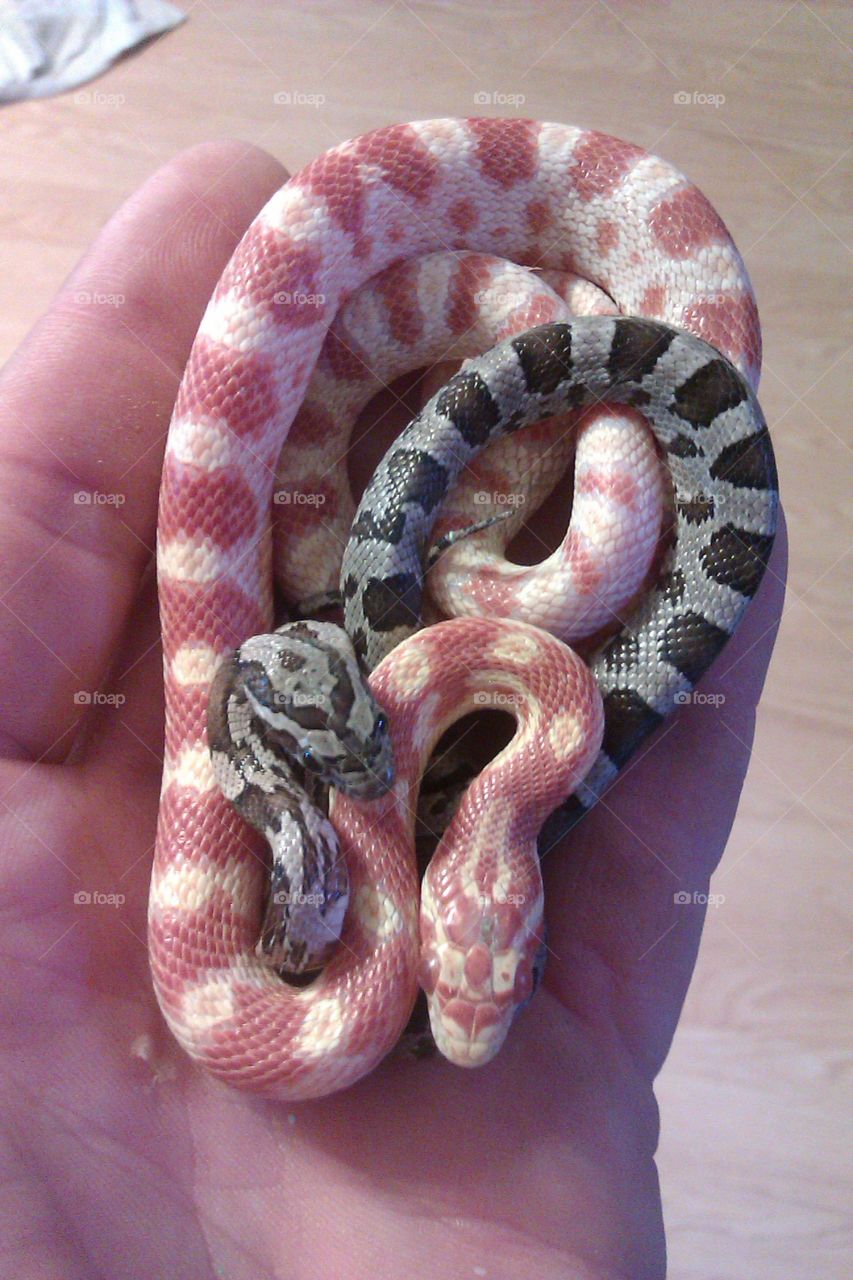 corn snakes