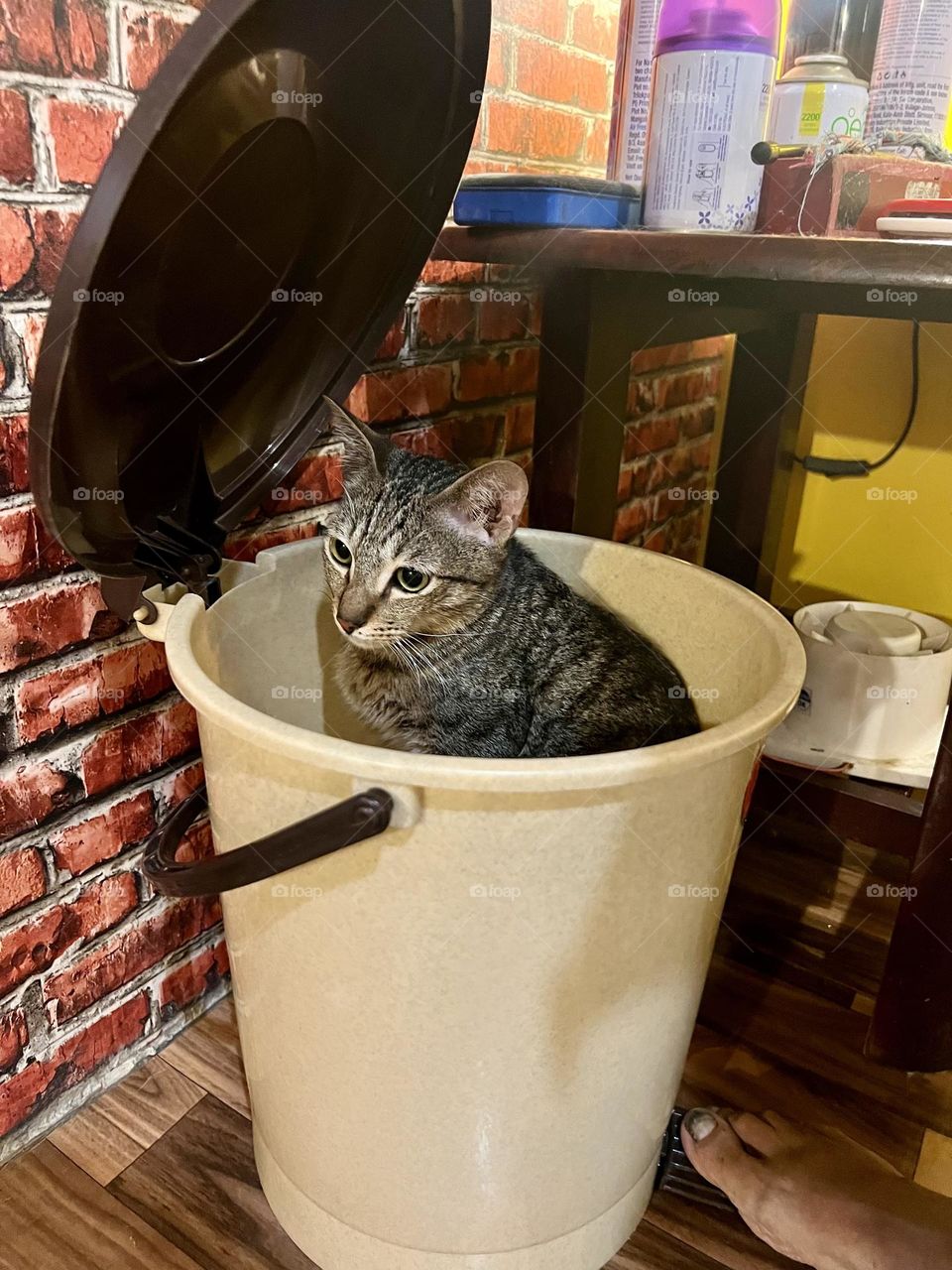 What’s A Cat Doing In A Dustbin? 