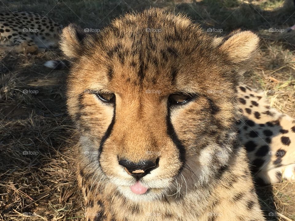 Cheetah Faces
