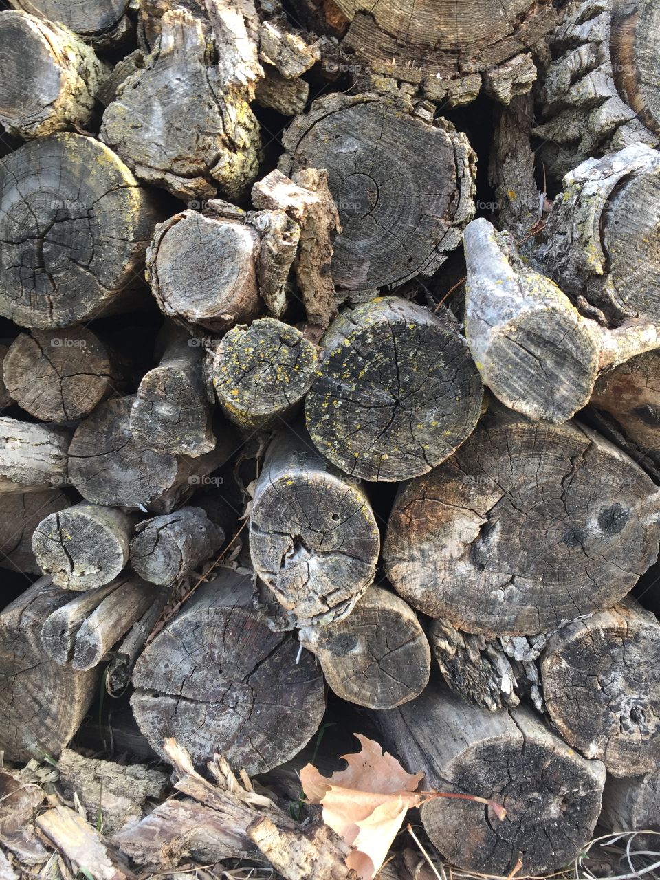 The ends of cut logs for firewood in a woodpile