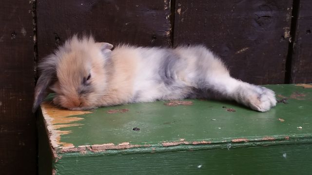baby bunny