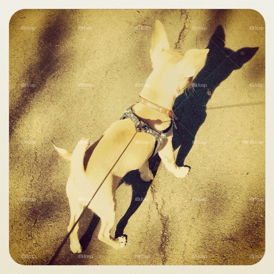 sun dog chihuahua walk by severina1