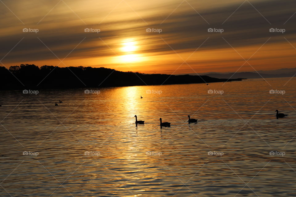 Birds swimming in the ocean against romantic sky on sunrise 