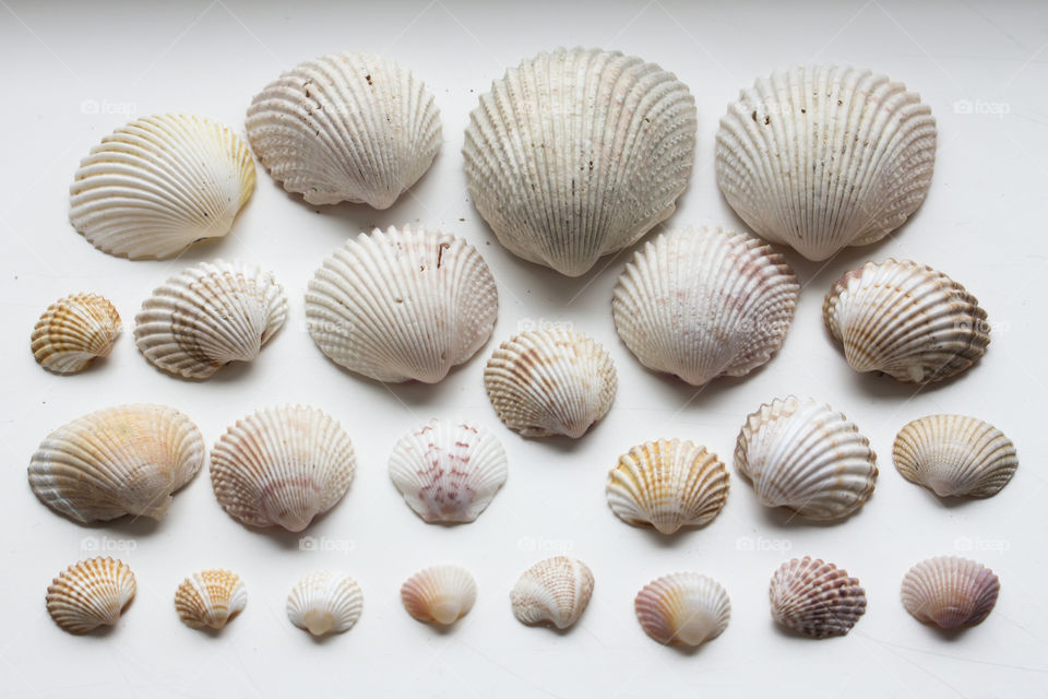 Collection of seashells on white background