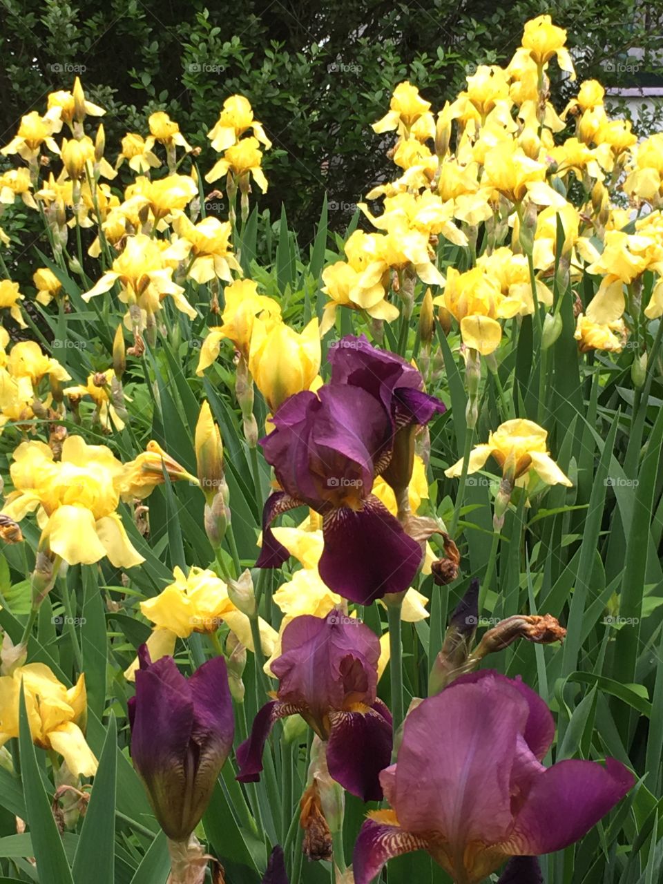 Irises