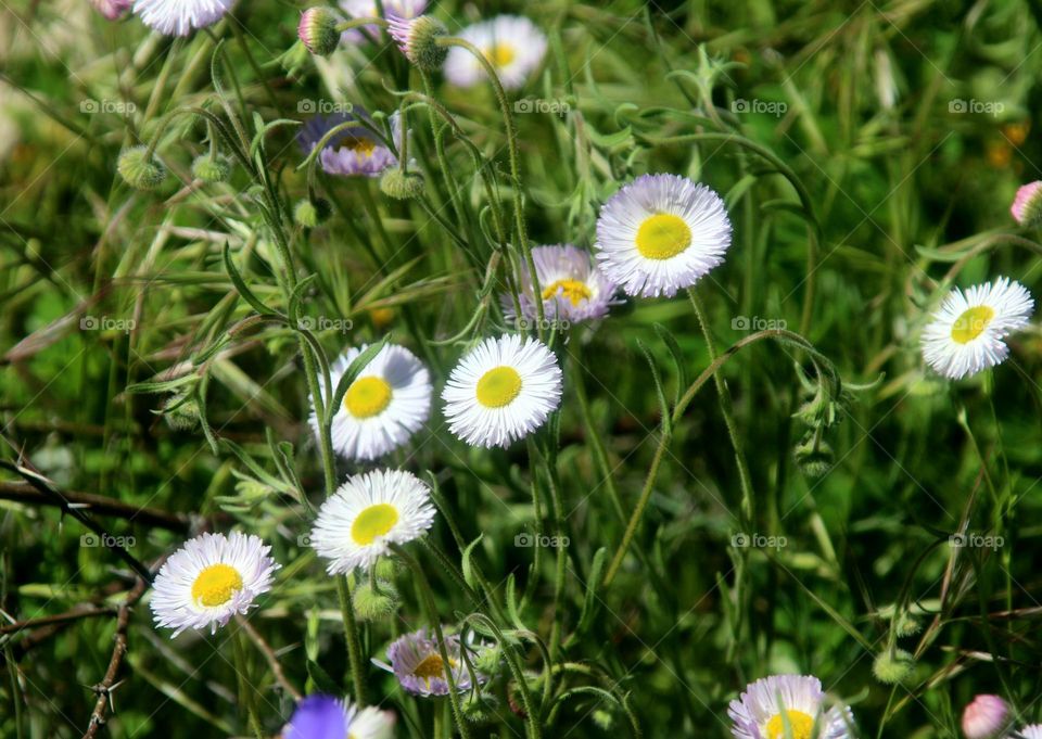Daisies in a Desert Garden