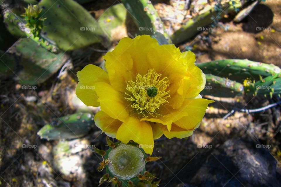 Cactus Flower