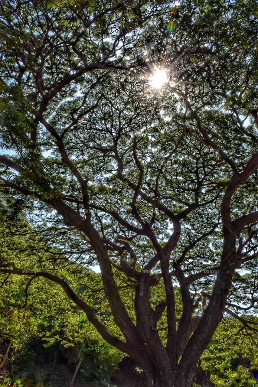 trees leaf