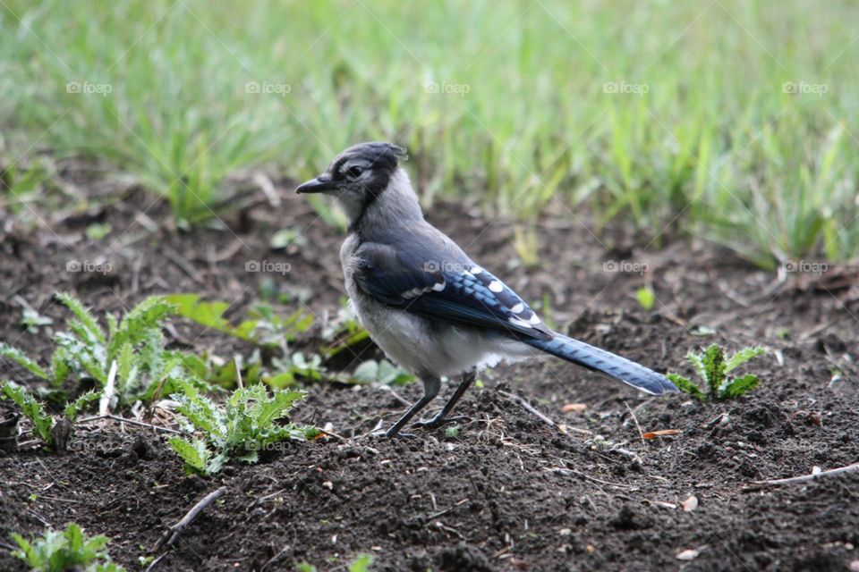 Blue Jay