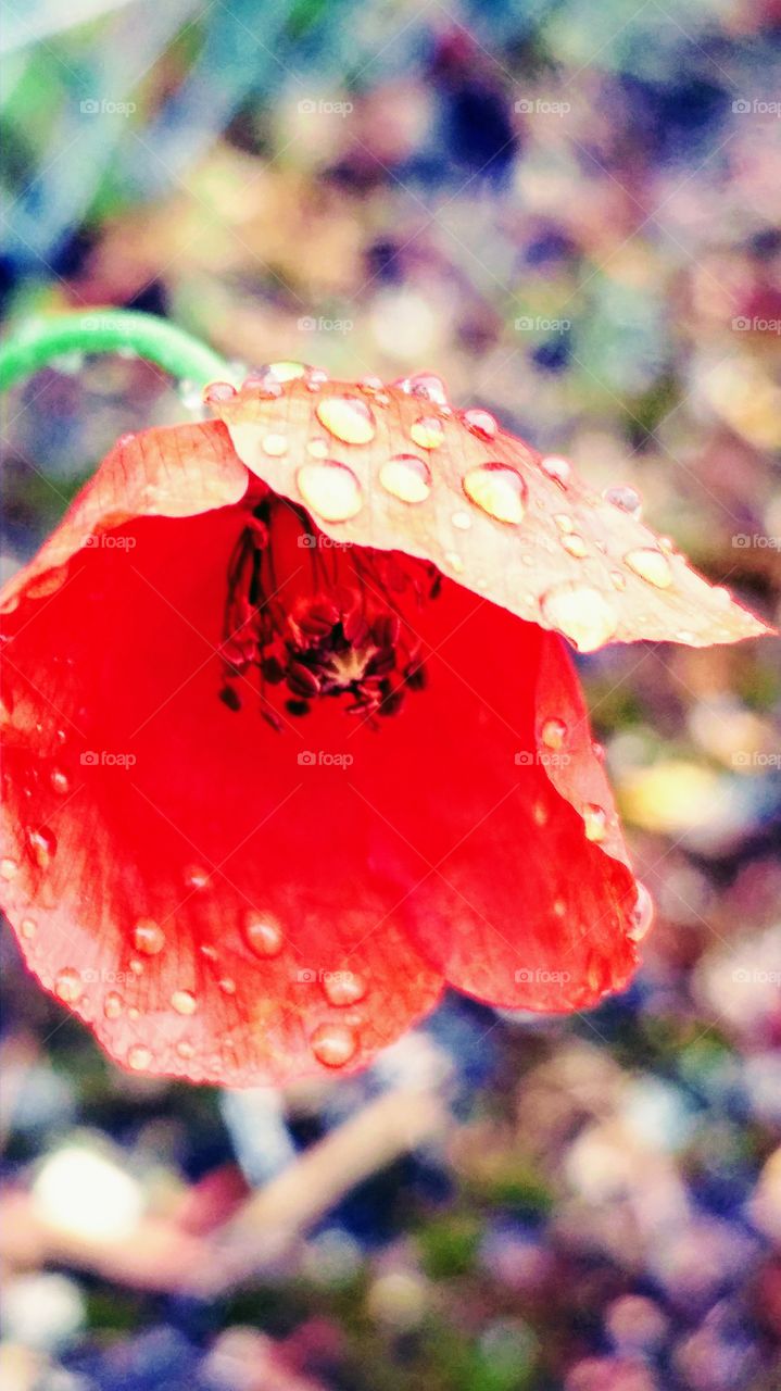 poppy flower