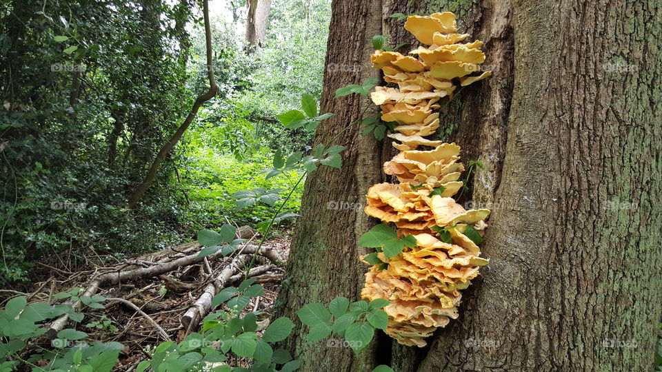 Chicken of the Woods or Sulphur Polypore (Laetiporus sulphureus).