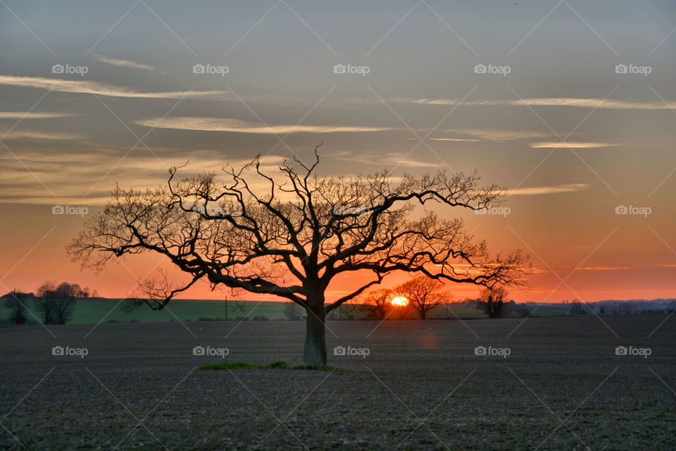 Lone tree at golden hour. A lone tree in golfen light in the English countryside