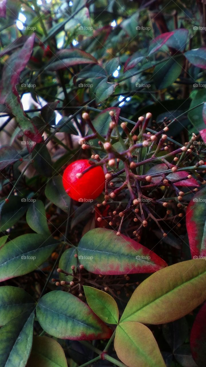Nature with red berry