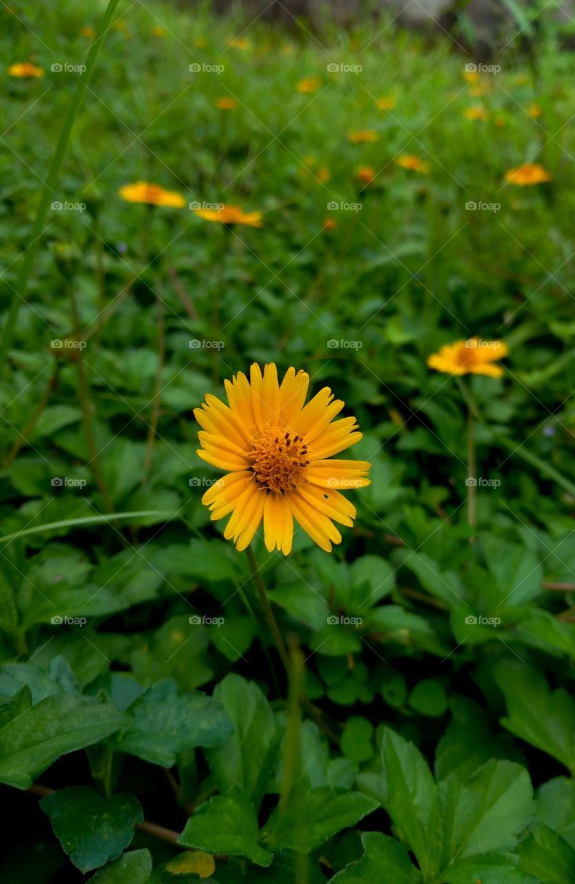 Sphagneticola Trilobata flower, blossoming yellow flower, close up view. Beautiful yellow flower in the garden, close up view