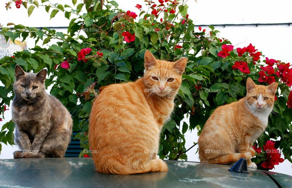 Three  Cats